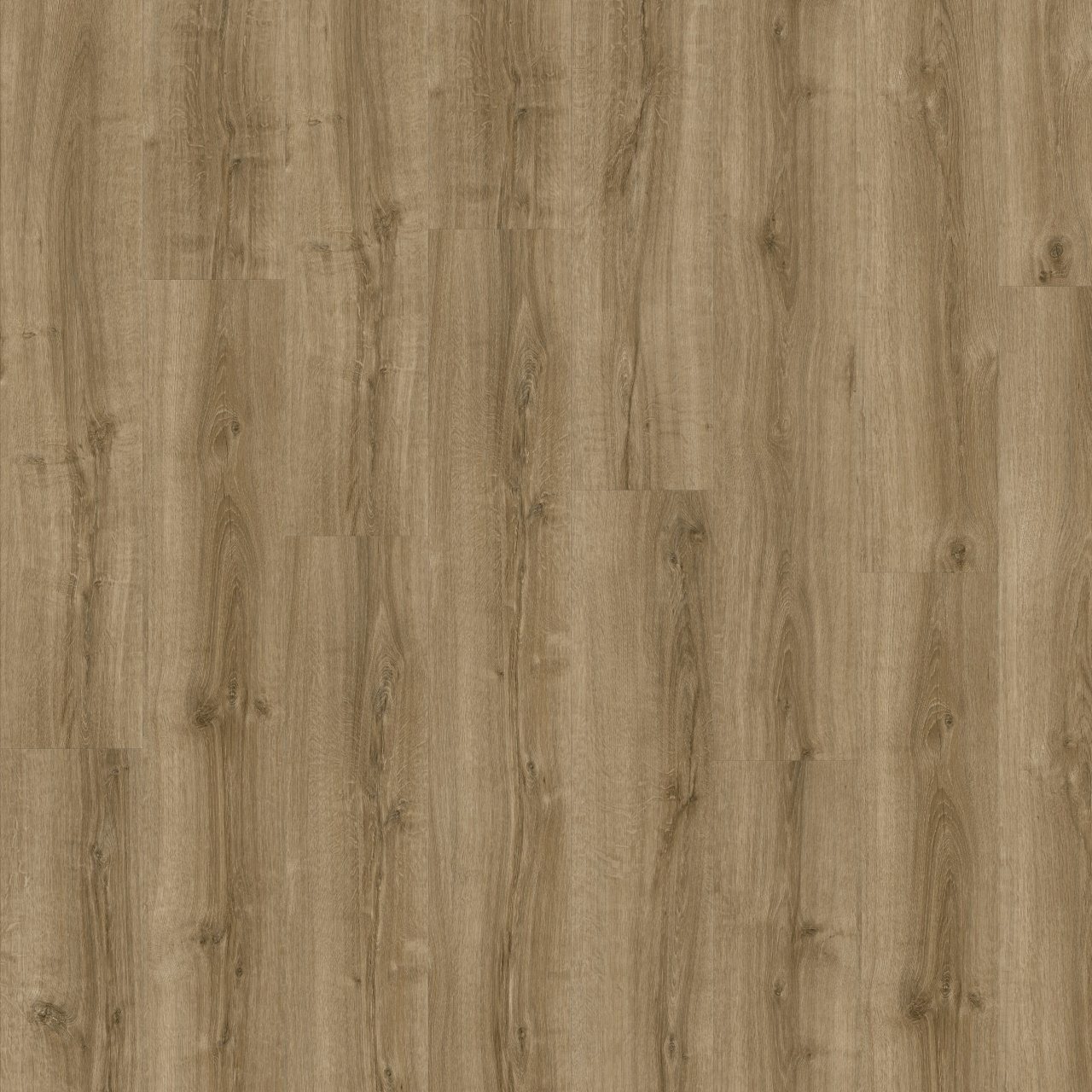 silky oak 235bo